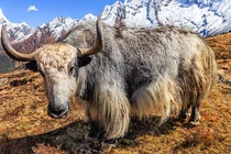 Loài vật được coi là "báu vật" của Tây Tạng nặng 1.000 kg