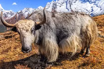 Loài vật được coi là "báu vật" của Tây Tạng nặng 1.000 kg