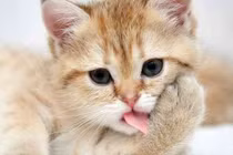 3 con giáp hưởng lộc Quan Âm, ra ngõ có tiền đầu tháng 7/2022