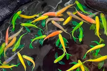 Loài cá cảnh duy nhất được đưa lên trạm vũ trụ