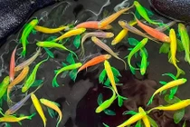 Loài cá cảnh duy nhất được đưa lên trạm vũ trụ