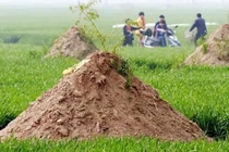 Vì sao “Không được dời mộ, mười lần thì chín lần sẽ bại trận”?