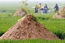 Vì sao “Không được dời mộ, mười lần thì chín lần sẽ bại trận”?