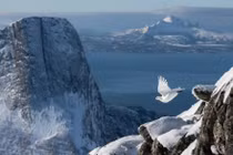 Ảnh chụp chim đẹp nhất thế giới