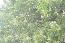 Tại sao nhiều người đau đầu, chóng mặt khi ngửi mùi hoa sữa?