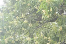 Tại sao nhiều người đau đầu, chóng mặt khi ngửi mùi hoa sữa?