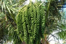 Nghề lạ: "Mổ" cây lấy nước cũng ra tiền