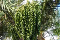 Nghề lạ: "Mổ" cây lấy nước cũng ra tiền