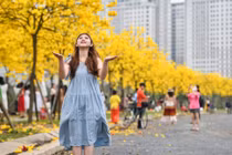 Đổ xô chụp ảnh ở đường hoa vàng óng mới xuất hiện tại Hà Nội