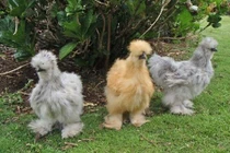 Những giống gà có bề ngoài “độc, lạ” nhất thế giới 