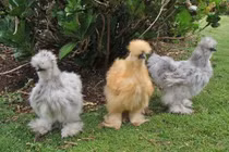 Những giống gà có bề ngoài “độc, lạ” nhất thế giới 