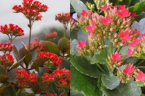 Cây hoa bỏng có ý nghĩa bất ngờ mà nhiều người chưa biết 