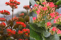 Cây hoa bỏng có ý nghĩa bất ngờ mà nhiều người chưa biết 