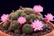 5 loại cây xua đuổi tà ma, trừ âm khí quấy phá trong nhà