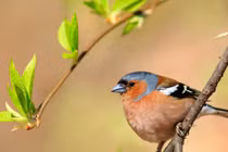 Sinh thời điểm Âm lịch này vận may dồn dập, tháng 4 đón lộc to 