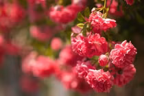 5 ngày Âm lịch này số mệnh cát tường, Xuân 2024 vượng phúc lộc