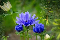 Ai sinh ngày Âm lịch này Trời ban đủ thứ, vừa giỏi vừa giàu 