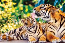 Mùa Đông năm nay, 3 con giáp thu nhập tăng cao, sự nghiệp thăng tiến