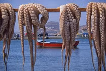 Loài 9 não, 3 quả tim như "quái vật", nay là thứ bán "đắt hàng" vì khách mua ầm ầm