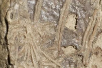 Bữa ăn cuối cùng gây bất ngờ của khủng long microraptor