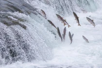 Loài vật duy nhất cứ "yêu" là Trái đất rung chuyển 