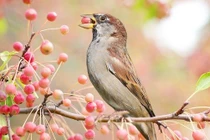 Đầu tháng 9 Âm lịch, 4 con giáp tiền tiêu rủng rỉnh