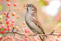 Đầu tháng 9 Âm lịch, 4 con giáp tiền tiêu rủng rỉnh