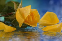 Phụ nữ sinh vào 5 ngày Âm lịch này, vượng phu ích tử