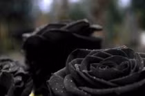 Nơi duy nhất trên thế giới trồng được loại hoa hồng đen