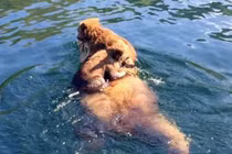 Video: Gấu mẹ cõng con vượt hồ lớn siêu dễ thương