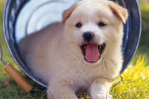 Tháng 10 tới hết 2023: 4 tuổi Thần Tài bám gót, tài vận vun vút