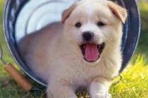 Tháng 10 tới hết 2023: 4 tuổi Thần Tài bám gót, tài vận vun vút