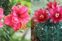 Tết Nhâm Dần 2022: 5 loại hoa phá tài tán lộc, chớ dại rước về 