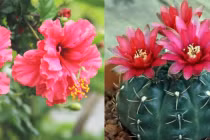 Tết Nhâm Dần 2022: 5 loại hoa phá tài tán lộc, chớ dại rước về 