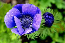 Sinh vào 5 ngày Âm lịch này, cuối năm ngân khố tràn đầy