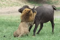 5 pha săn trâu rừng tuyệt đỉnh của sư tử