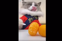 Động vật giàu nhất TikTok: Mỗi video kiếm hơn 600 triệu đồng