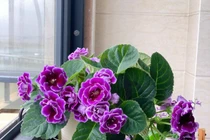 6 cây cảnh cát tường, gánh hộ gia chủ mọi muộn phiền