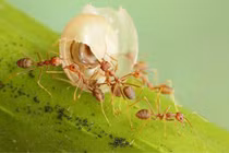 Vì sao kiến đi ngược chiều thường chụm đầu vào nhau?