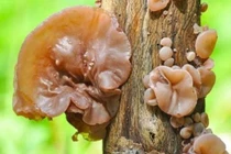 Giật mình 3 loại rau được mệnh danh là "sát thủ" sức khỏe