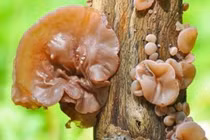 Giật mình 3 loại rau được mệnh danh là "sát thủ" sức khỏe