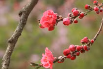 Sinh tháng Âm lịch này, nửa đầu năm 2022 chuyện rủi hóa lành