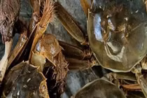 Loại cua chỉ có ở Bắc Giang, xưa giá siêu rẻ nay nửa triệu đồng/kg