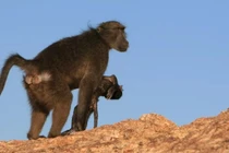 Tại sao nhiều loài động vật ôm xác con mới sinh nhiều ngày?