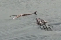 Cá sấu “xơi tái” rắn độc khổng lồ 