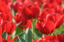 Người sinh vào 5 ngày Âm lịch này tài năng lại can đảm