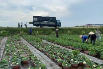 Loại cây quen thuộc đem trồng lên chậu, vài nghìn chậu cũng hết sạch