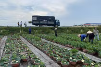 Loại cây quen thuộc đem trồng lên chậu, vài nghìn chậu cũng hết sạch