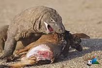 Những pha săn mồi đáng sợ của rồng Komodo 