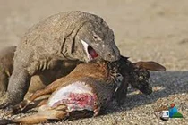 Những pha săn mồi đáng sợ của rồng Komodo 